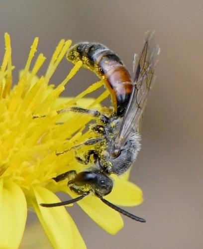 Réf. 242 189 : Lasioglossum sp.